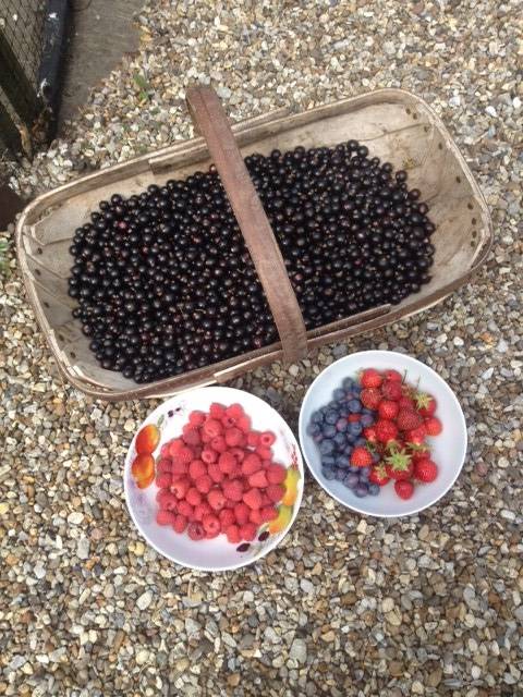 fruit harvest june 2017